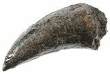 Huge, Serrated Tyrannosaur (Nanotyrannus) Tooth - Montana #353334-1